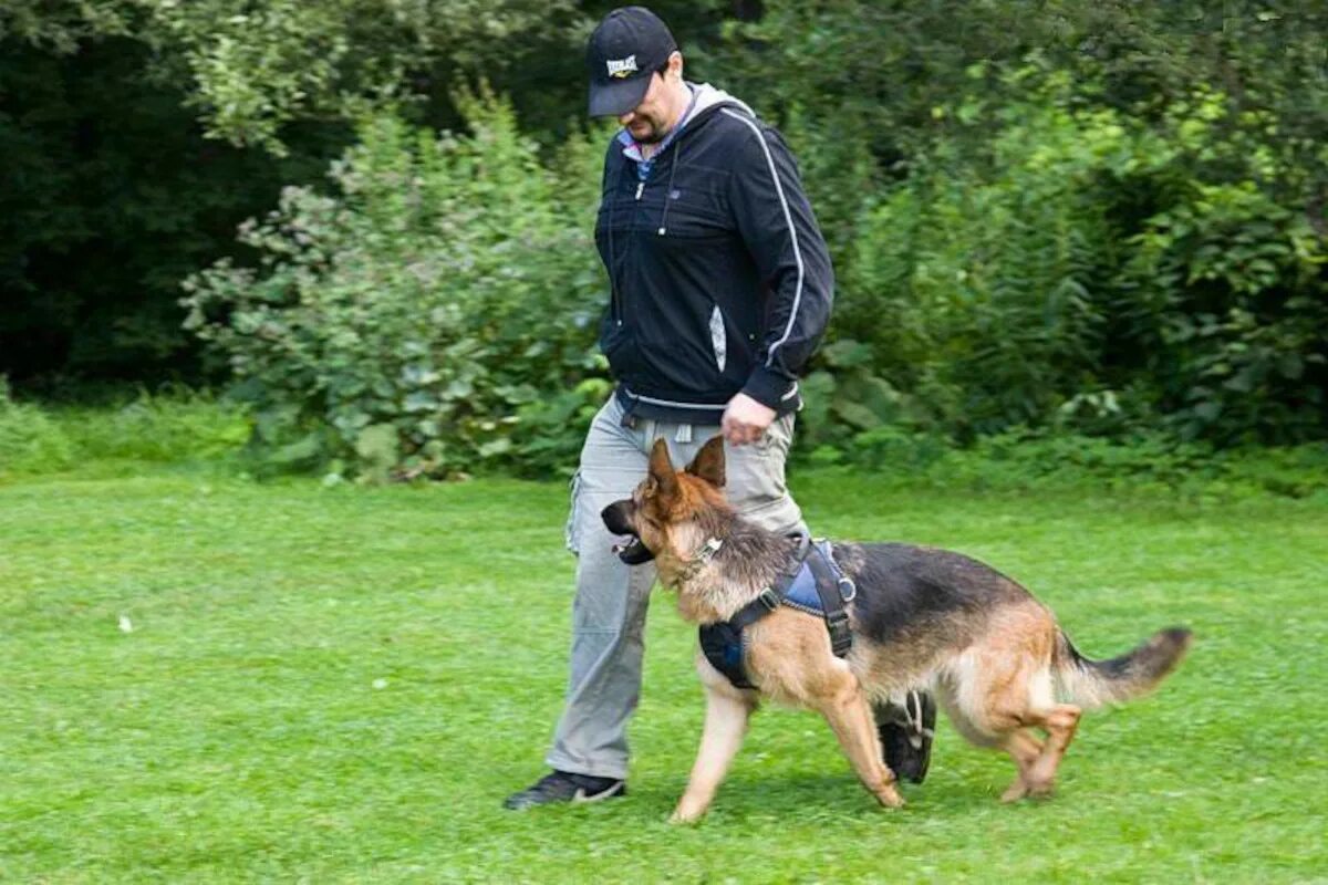 овчарка с мячиком. немецкая овчарка поводырь. поводок для немецкой овчарки. овчарка гуляет. немецкая овчаркамальчик.