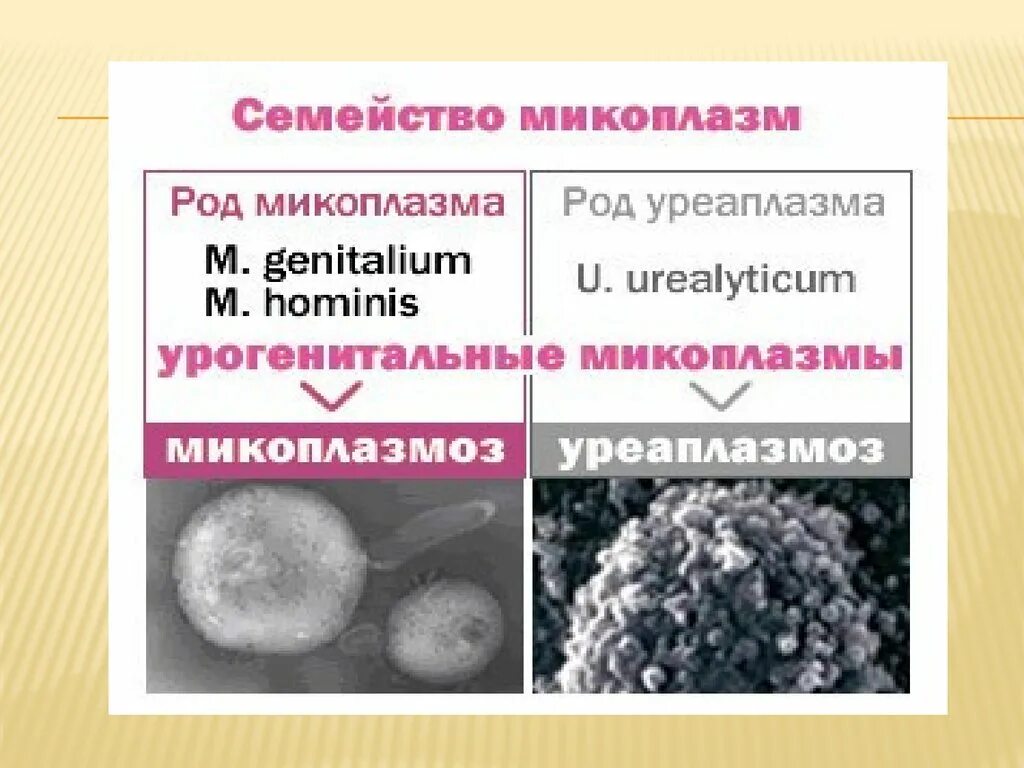 Mycoplasma семейства Mycoplasmataceae.. Уреаплазма-Ureaplasma urealyticum. Симптомы микоплазмы гениталиум. Микоплазма и уреаплазма.