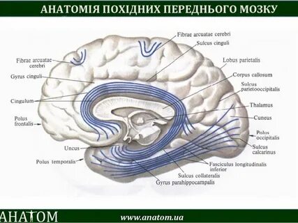Ассоциативные волокна конечного мозга