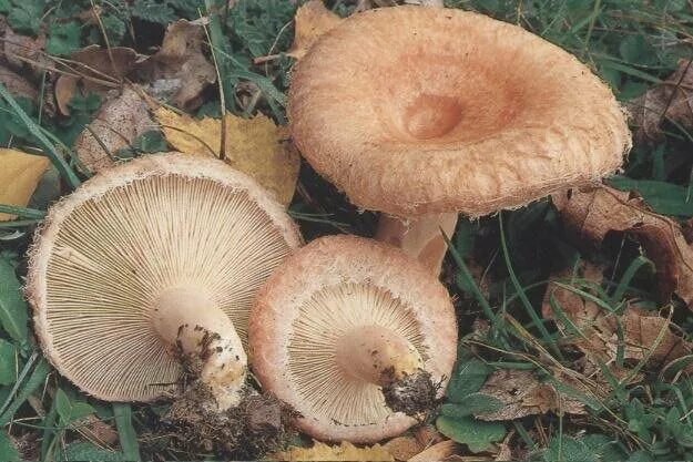 Гриб волнушка (lactarius): где растет, когда собирать, виды, фото