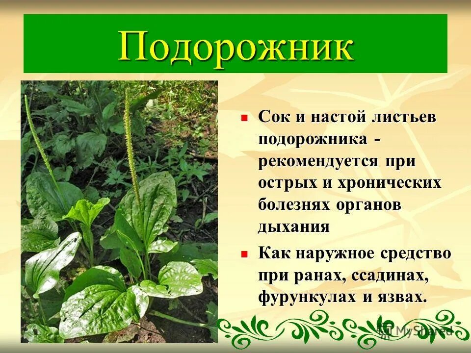 Подорожник коротко. Подорожник лекарственное растение. Факты о подорожнике. Подорожник для дошкольников. Подорожник картинка с описанием.