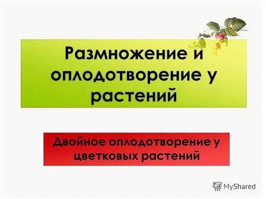 размножение и оплодотворение у растений тест
