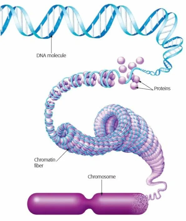 Спирализация молекулы. Хромосома ДНК гистоны. Хроматин это нити ДНК. Хроматин хроматиды хромосомы. Хромосома ДНК хроматин гистоны.