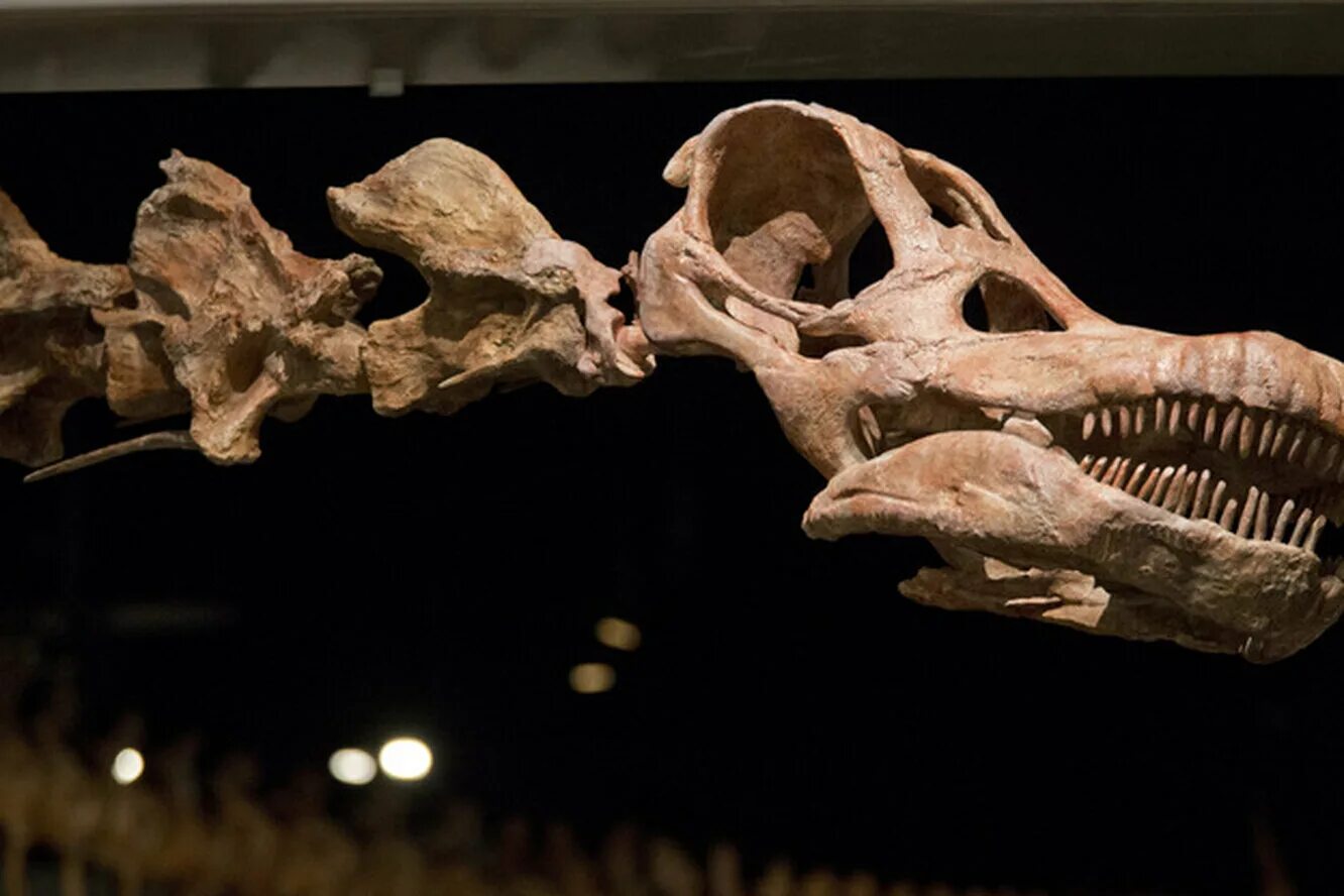 Аргентина динозавры останки. Патаготитан Майорум. Титанозавр окаменелость. Аргентинозавр раскопки скелет.
