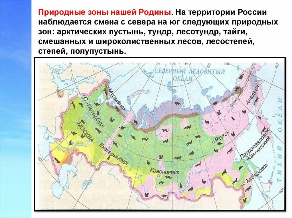 В каком направлении простирается тундра. Зона тундры на карте природных зон. Зона тундры и лесотундры на карте. Природная зона России Арктика тундра зона лесов степь. Карта России тундры лесотундры Тайга.