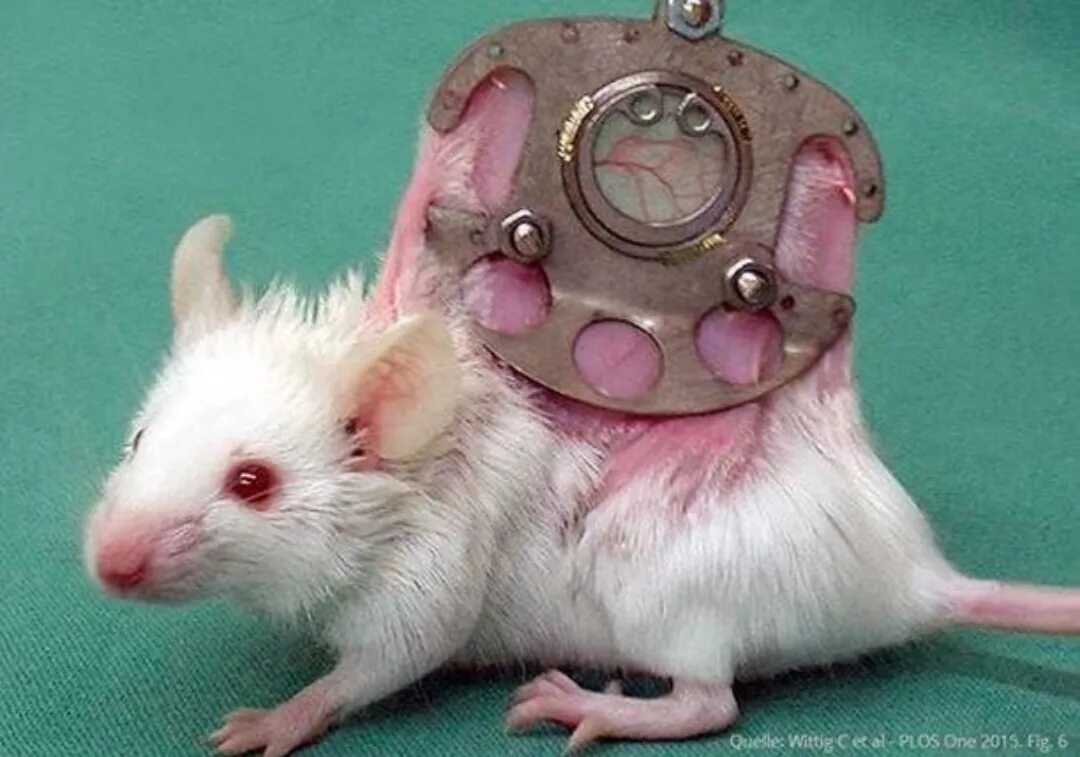 Издевательство над кошками. Издевательство над грызунами, ежами. Издеваются над мышью. Издеваются над мышью. Издевательство над мышкой.