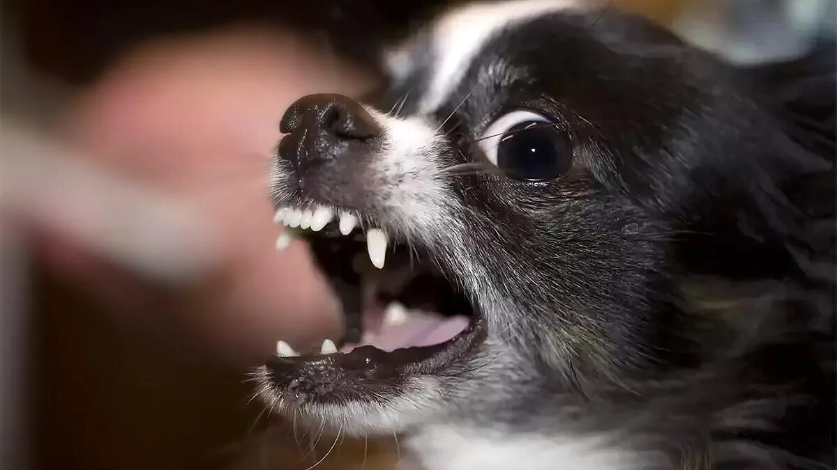 Злая собака. Чихуахуа мини злая. Злая чихуа чихуахуа. Чихуахуа хуа злая. Чихуахуа породы браун.