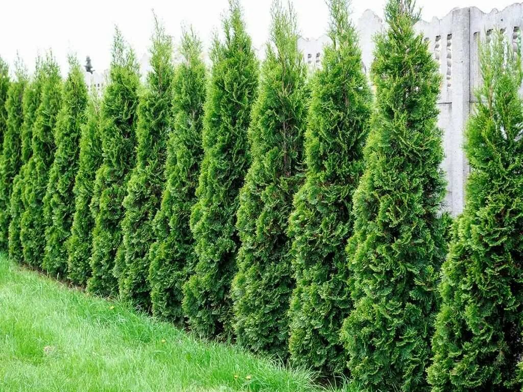 20 Fascinating Garden Fence Ideas to Add Privacy for Your Home - Talkdecor Priva