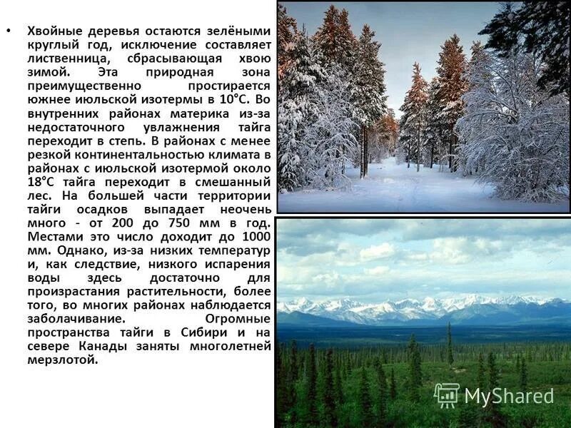 Деревья которые зимой зеленые. Какое дерево остается зимой зеленым. Какие деревья остаются зелеными зимой. Какое дерево остается зимой зеленым. Лиственные растения зимой.