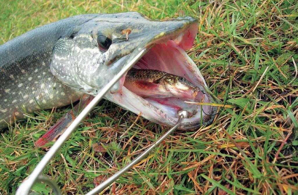 Щука-маскинонг. Весенняя рыбалка на щуку. Спиннинг для рыбалки на щуку. Зимний спиннинг на щуку. Ловля щуки на спиннинг.