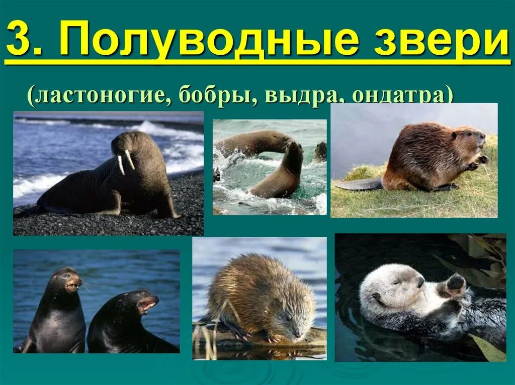 Единственное млекопитающее с электрорецепцией Shtampik.com