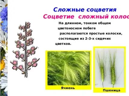 Примеры соцветия сложный колос