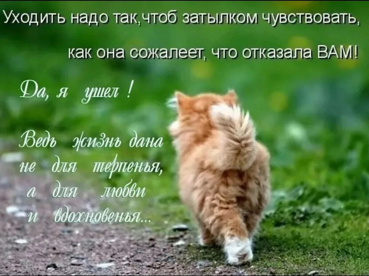 Эх жизнь держись. Кот уходит. Рыжий кот уходит. Смешной кот который уходит. Уходящий котик.