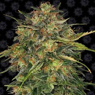 Barneys farm