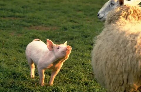 Sheep pig