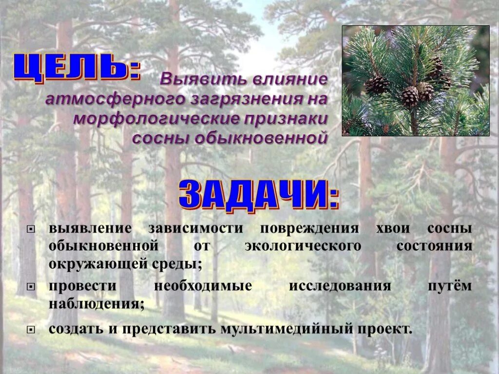 Влияние на хвойные. Биоиндикация загрязнения воздуха по состоянию сосны обыкновенной. Биоиндикация хвои сосны. Биоиндикация по состоянию хвои сосны. Оценка загрязнения атмосферного воздуха по состоянию хвои сосны.