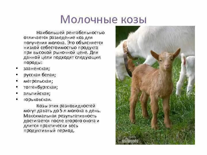 Как выглядит год козы Только полезные таблицы для вас от нашей группы