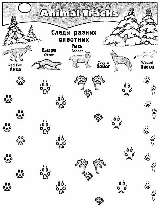 Следу задание. Задание чьи следы. Следы животных на снегу. Чьи следы на снегу. Следы лесных зверей.