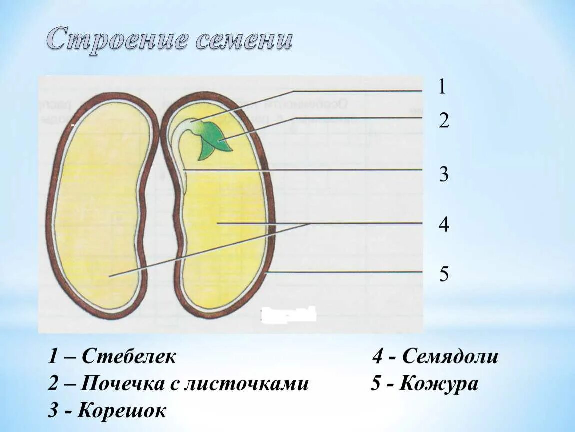 Строение семени 6 класс биология. Структура семени фасоли биология 6 класс. Строение семени 5 класс биология. Структура семени биология 6 класс.