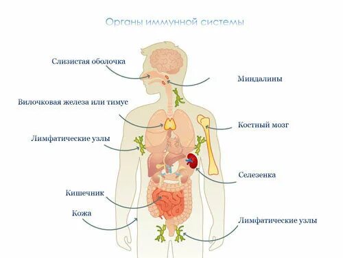Схема работы иммунной системы 1.2. Органы и ткани иммунной системы