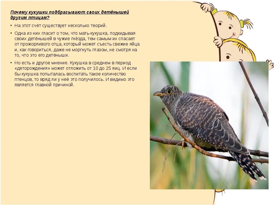 Кукушка бросает своих птенцов. Почему Кукушка подбрасывает. Почему Кукушка бросает своих птенцов. Кукушка бросила детей. Почему голос кукушки звучит как стеклянный