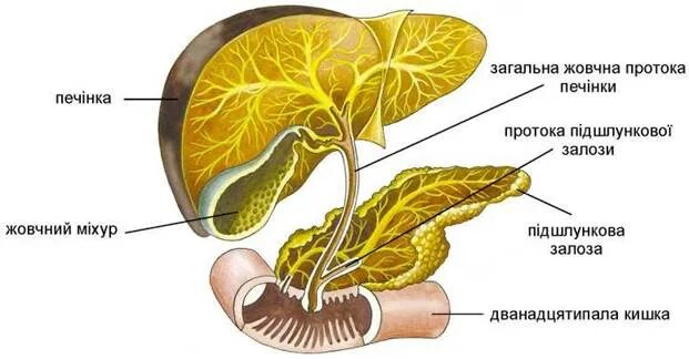 Орган имеет протоки открывающиеся в двенадцатиперстную кишку. Проток печени в 12 перстную кишку. Панкреатический проток поджелудочной железы. Проток печени и поджелудочной железы.