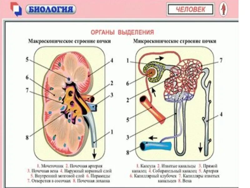 Контрольная работа по биологии 8 выделительная система. Выделительная система человека таблица 8 класс. Выделения система человека функции и органы. Выделительная система таблица 8 класс. Выделительная система человека схема 8 класс.