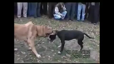 Пит против пита