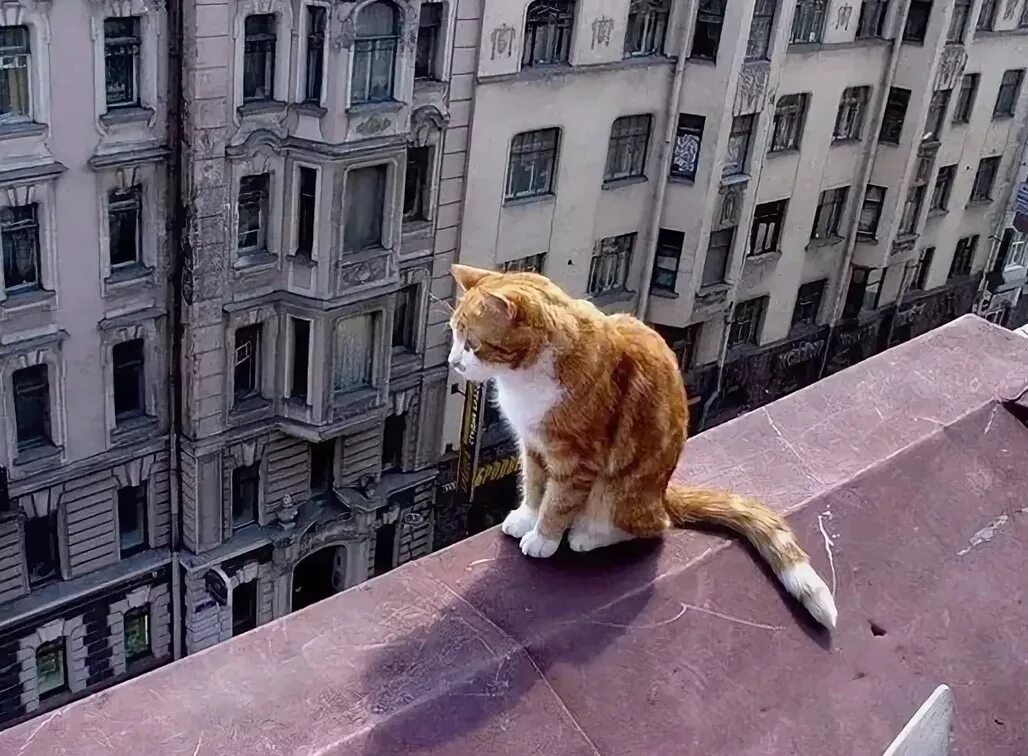 Спустившись с кровли кот сказал. Кошка. Петербургская кошка. Кот сидит на крыше. Коты Питера.