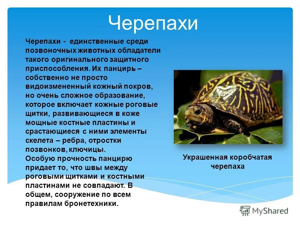 Среди позвоночных животных известны случаи заразного рака. Презентация на тему черепахи. Позвоночные животные. Информация о черепахе. Пресноводные черепахи презентация.
