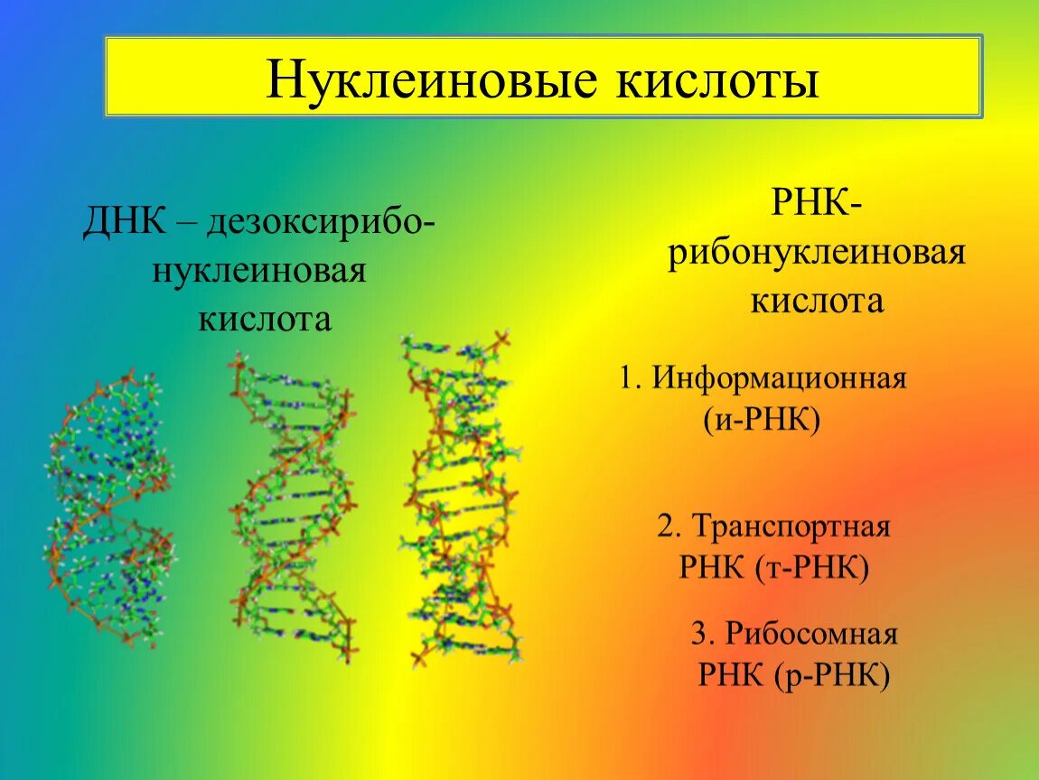 Нуклеиновые кислоты ДНК И РНК. Структура нуклеиновых кислот ДНК И РНК. Нуклеиновые кислоты рибонуклеиновая кислота. Нуклеиновая кислота ИРНК. Нуклеиновые кислоты рнк функции