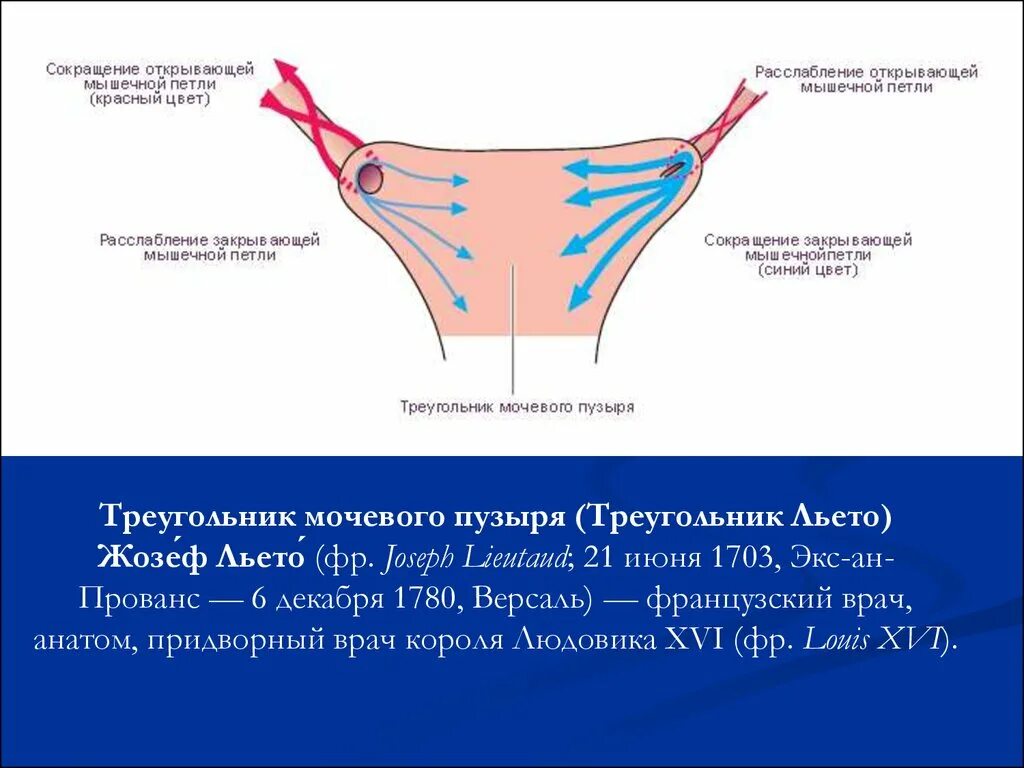 Интрамуральный мочеточник. Интрамуральный отдел мочеточника анатомия. Треугольник мочевого пузыря. Интрамуральный отдел мочевого пузыря. Треугольник Льето мочевого пузыря.