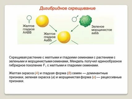 Охарактеризуйте дигибридное скрещивание