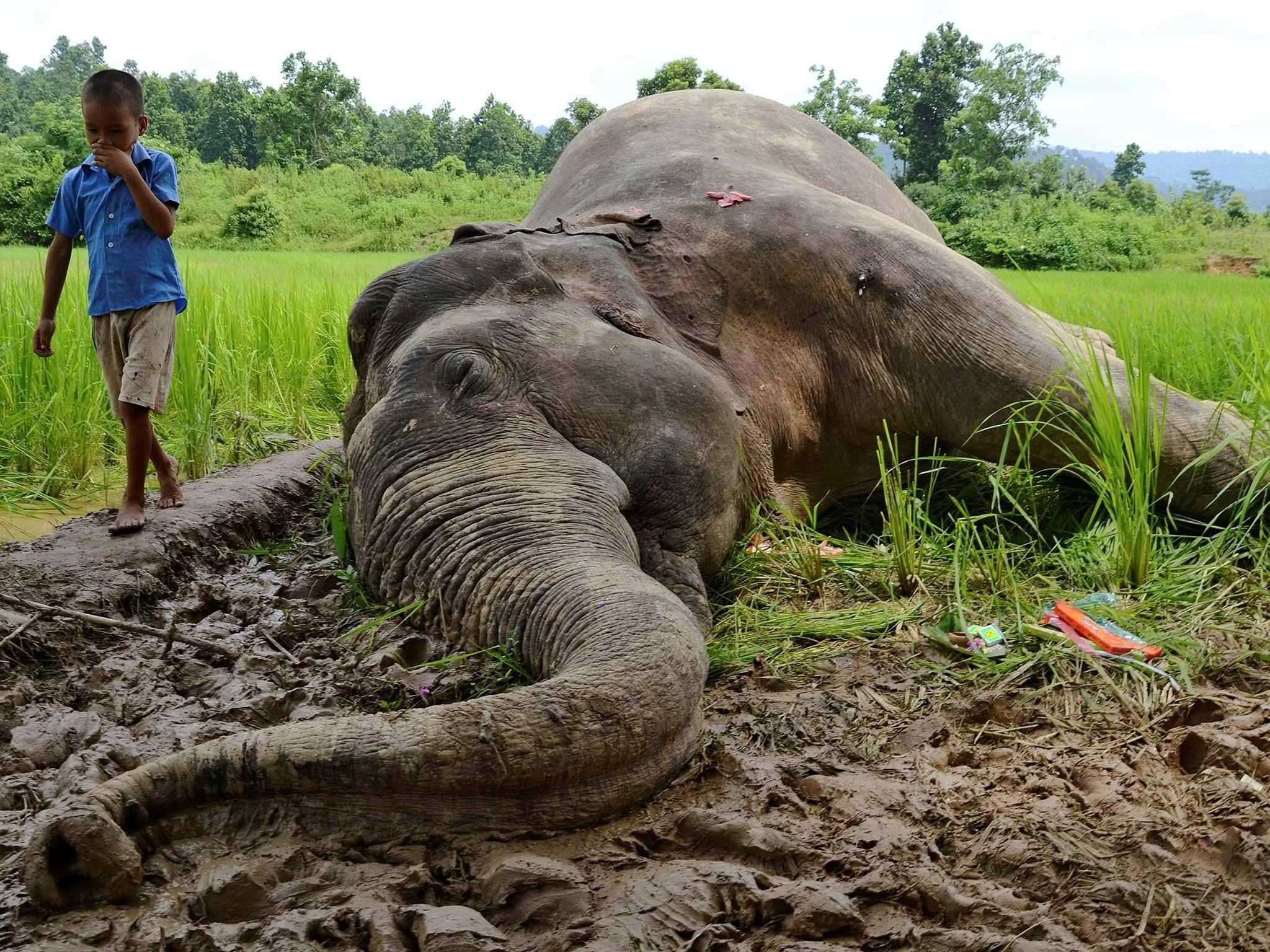 Destroy wildlife. Исчезновение животных. Истребление животных и растений. Исчезновение животных и растений.