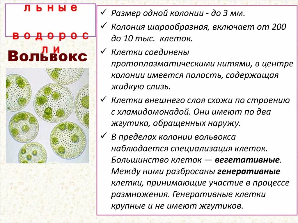 Является колониальной водорослью. Колониальные водоросли. Колониальные зеленые водоросли. Строение колониальных водорослей. Колониальные водоросли примеры.