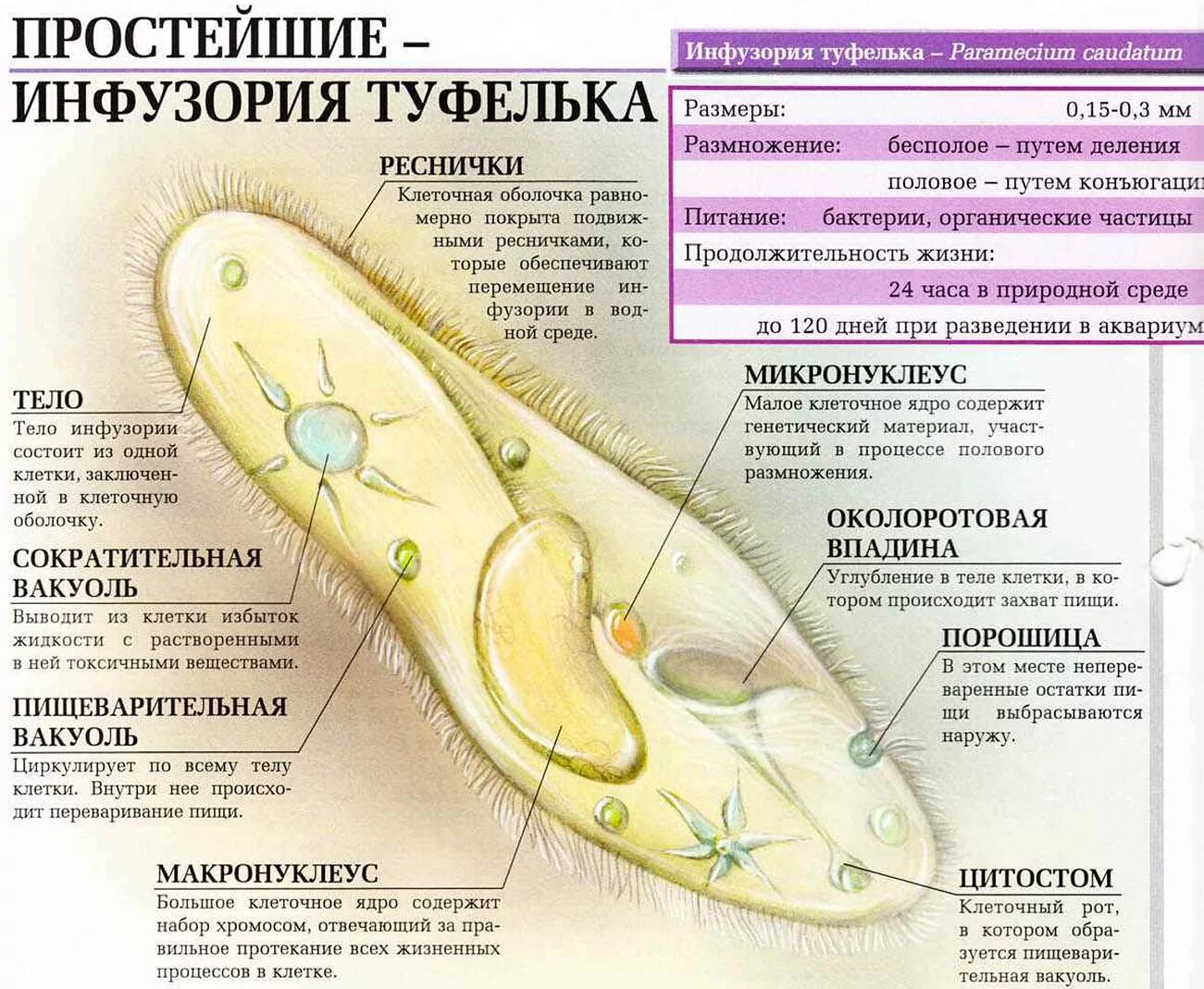 Макронуклеус ядро функции. Органоиды инфузории туфельки. Инфузория туфелька выполняемые функции. Инфузория туфелька выполняемые функции. Инфузория туфелька вакуоль.