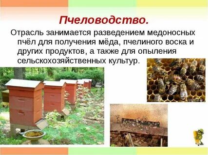 Медоносная пчела содержатся человеком впр