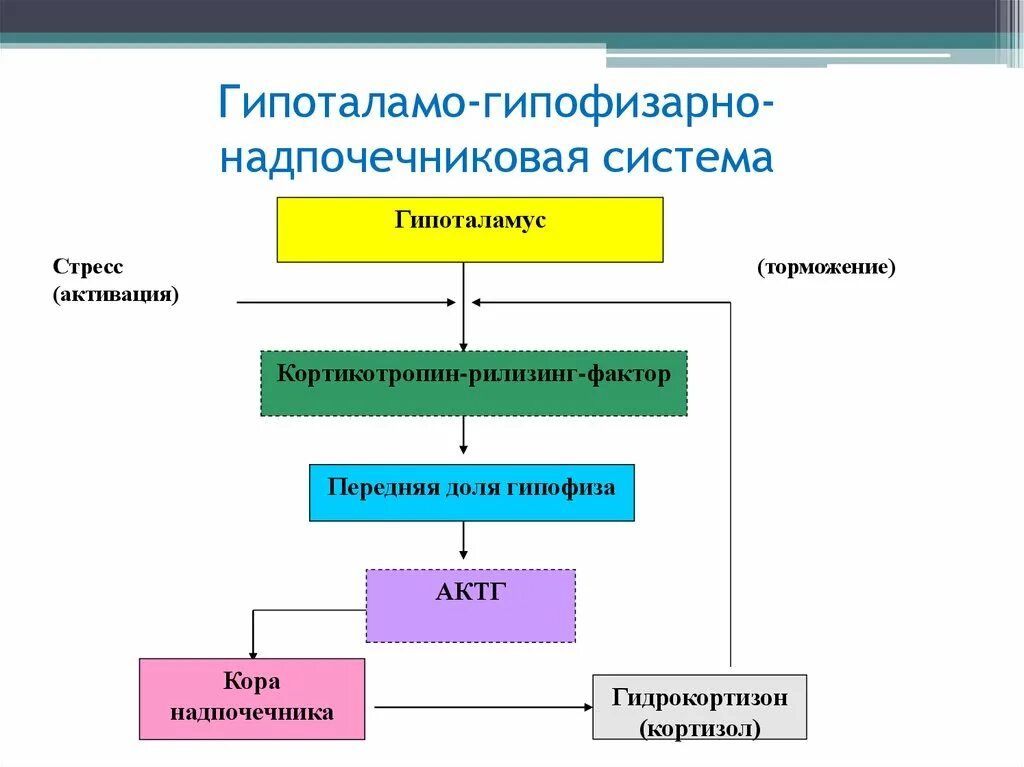 Гипофиз надпочечников. Гормоны гипофизарно-надпочечниковой системы. Схема гипоталамо-гипофизарно-надпочечниковой системы. Регуляция функции гипоталамо-гипофизарно-надпочечниковой системы. Схема гипоталамо-гипофизарно-адренокортикотропной системы.