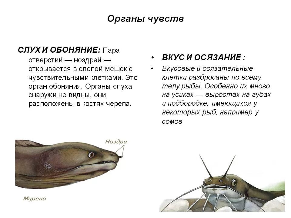 Органы осязания у рыб. Органы обоняния у рыб. Органы чувств рыб строение. Строение органа обоняния рыбы.