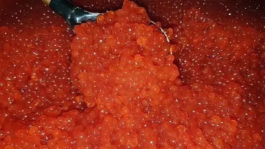 Кета кижуч икра. Икра кижуч кета. икра нерка кижуч горбуша кета. кижуч нерка горбуша икра. икра нерки и горбуши.