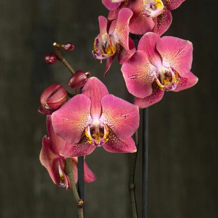 фаленопсис phal. Leco fantastic фаленопсис. леко фантастик орхидея. Leco fantastic фаленопсис. леко фантастик орхидея.