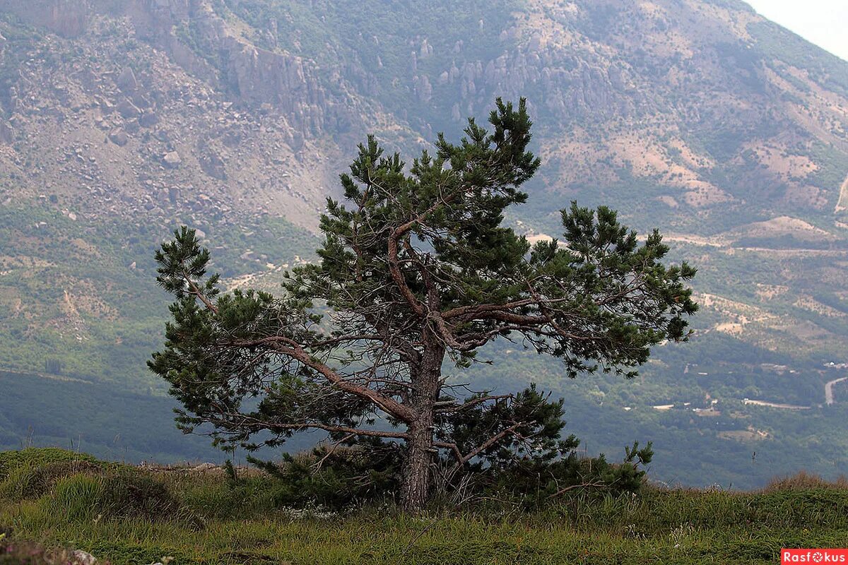 Хвойные крыма. Сосна Палласа Крымская. Сосна Крымская (Палласа) Pinus pallasiana. Сосна Крымская Pinus nigra subsp. Pallasiana. Ялтинская сосна.