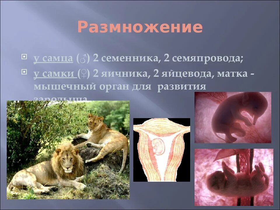 Эволюция размножения млекопитающих. Размножение млекопитающих. половое размножение млекопитающих. биология размножение млекопитающих. размножение млекопитающих 7 класс.