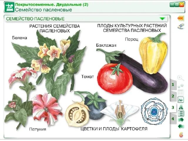 Покрытосеменные пасленовые двудольные