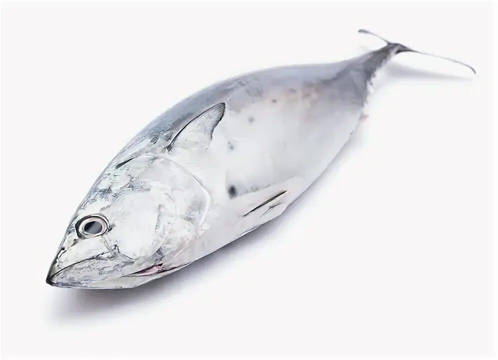 Отзыв о Свежемороженая морская рыба Пеламида Полезная и вкусная