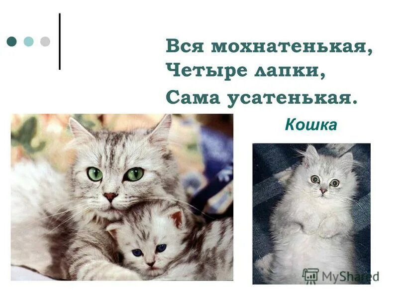 мохнатенькое усатенькое есть начнет нежные