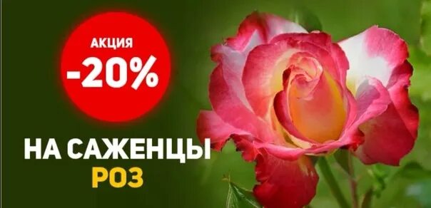 Акция на саженцы роз. Акция на саженцы роз. Акция саженцы розы. Саженцы роз в коробках. Монетка с розой.