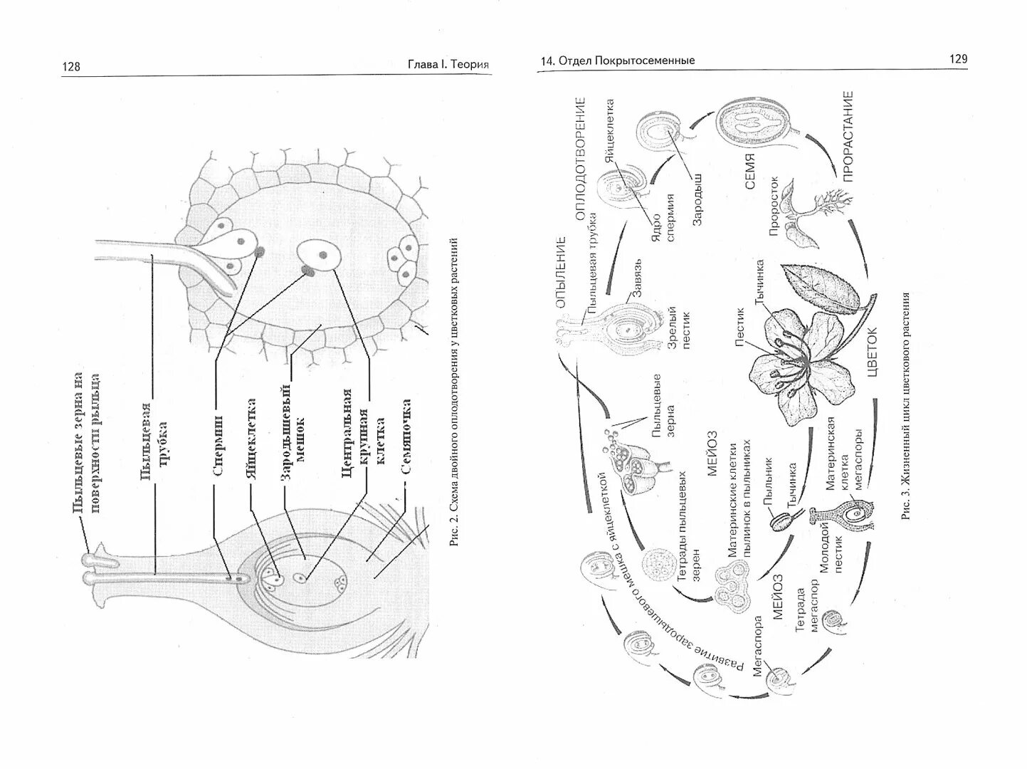 Второе задание теория биологии. Грибы егэ биология. грибы для егэ по биологии. егэ по биологии задания.