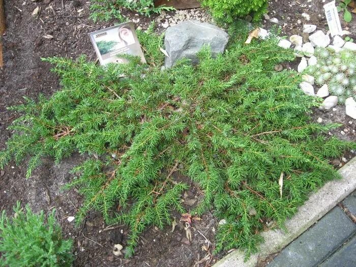 Можжевельник Грин карпет. Можжевельник Грин карпет Green Carpet. Можжевельник обыкновенный Грин карпет. Можжевельник обыкновенный "Грин капет". Грин карпет описание