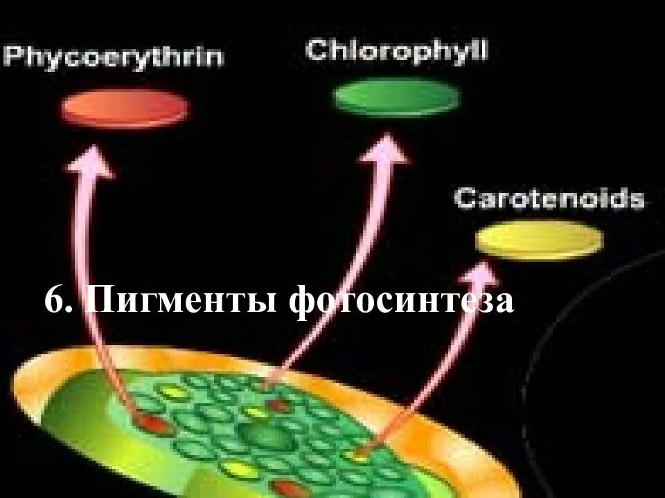 Содержание пигментов в растениях